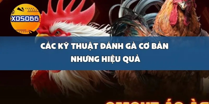 Các Kỹ Thuật Đánh Gà Cơ Bản Nhưng Hiệu Quả