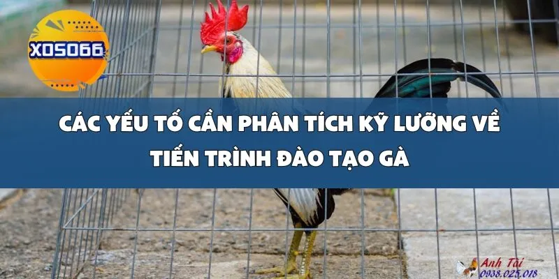 Các Yếu Tố Cần Phân Tích Kỹ Lưỡng Về Tiến Trình Đào Tạo Gà