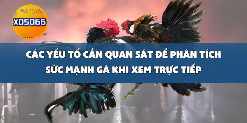 Các Yếu Tố Cần Quan Sát Để Phân Tích Sức Mạnh Gà Khi Xem Trực Tiếp