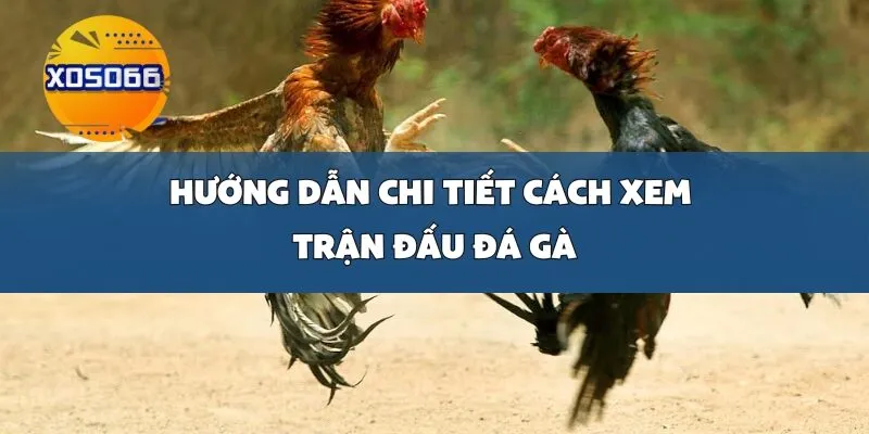 Hướng Dẫn Chi Tiết Cách Xem Trận Đấu Đá Gà