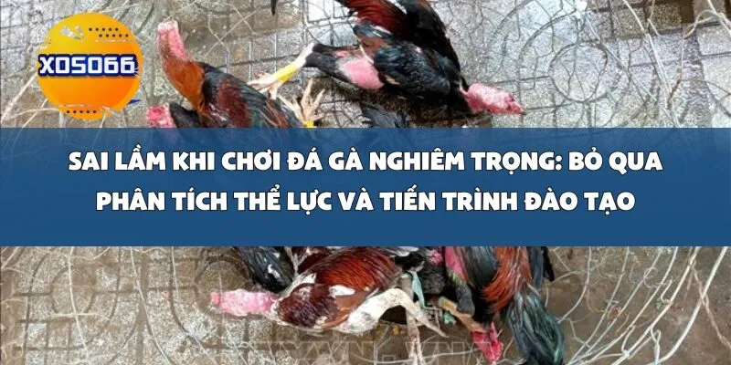 Sai Lầm Khi Chơi Đá Gà Nghiêm Trọng: Bỏ Qua Phân Tích Thể Lực và Tiến Trình Đào Tạo